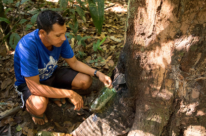 Doterra Copaiba olaj touch 10 ml Brazil beszerzés