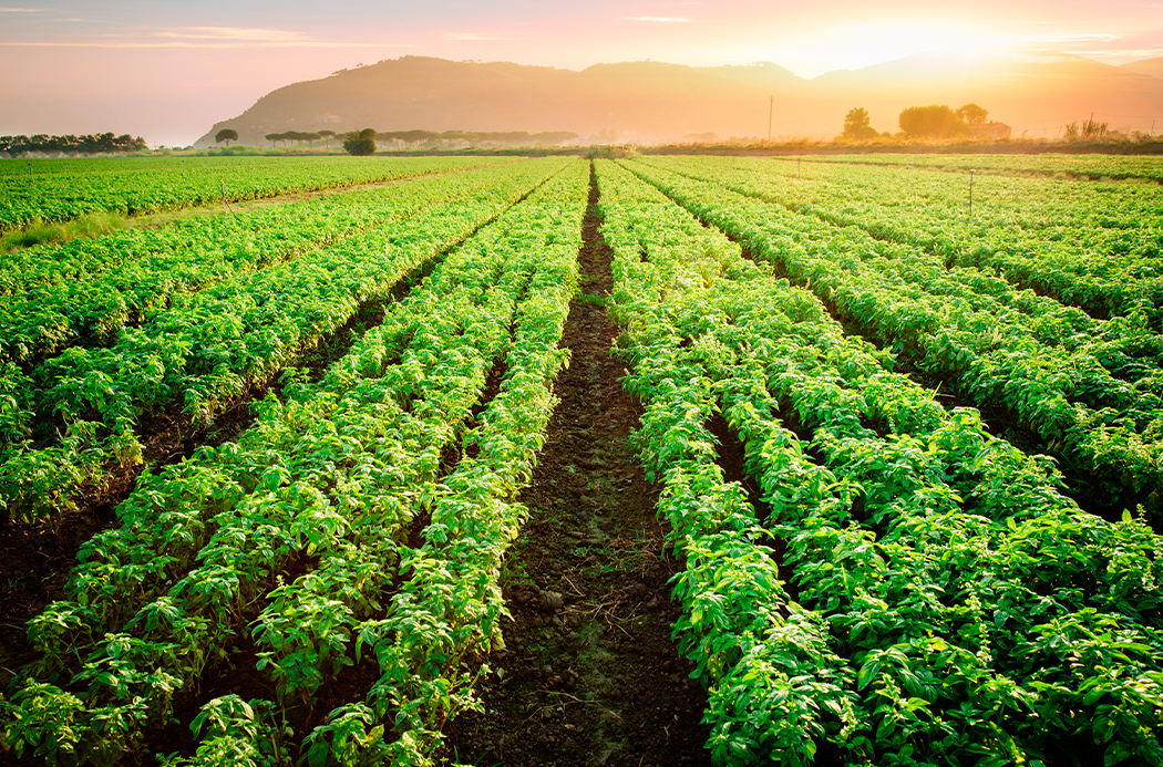 basil sourcing 1050x693 eu