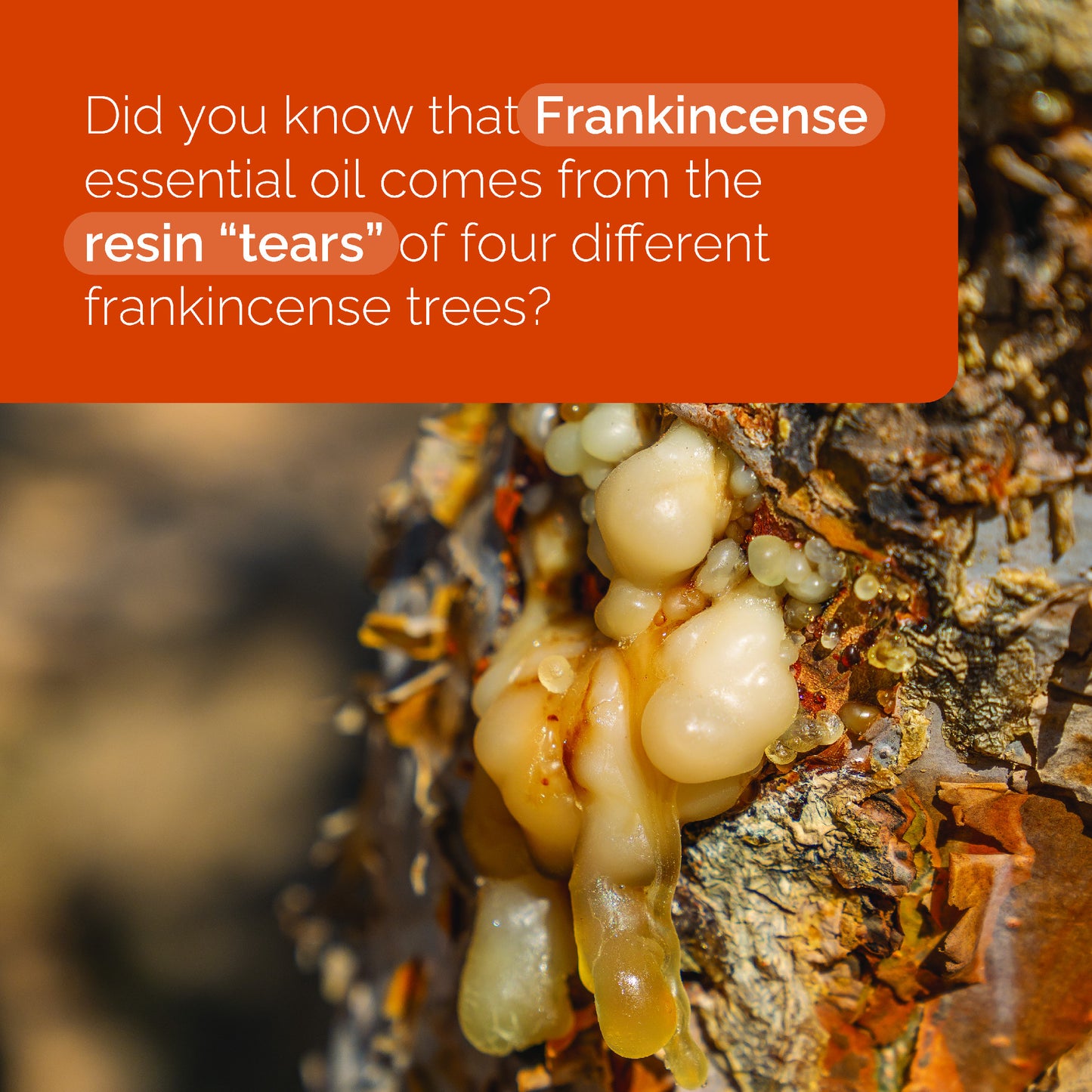 Doterra Tömjén illóolaj frankincense 15ml