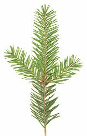 Doterra duglász fenyő douglas fir